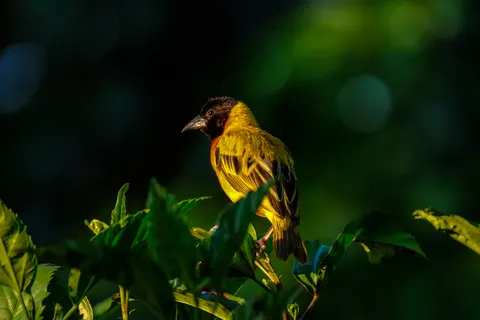 Tropical Bird 4K Wallpaper · animals · 3840×2560