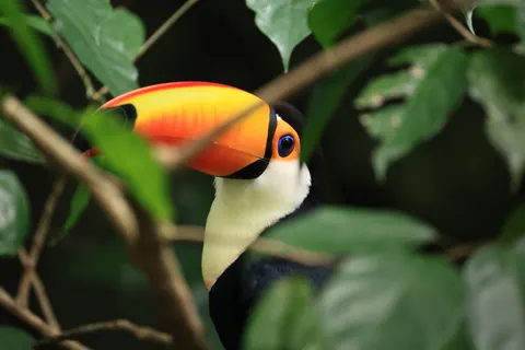 Tropical Bird 4K Wallpaper · animals · 3840×2560