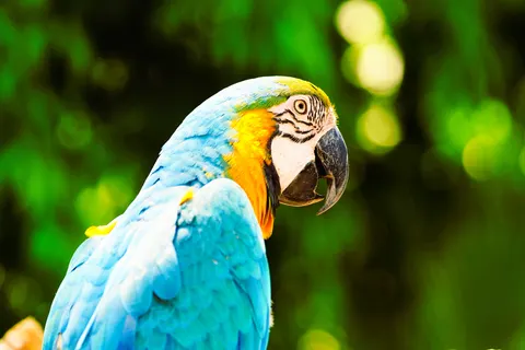 Fond d'écran Oiseau tropical 4K · animals · 3840×2561