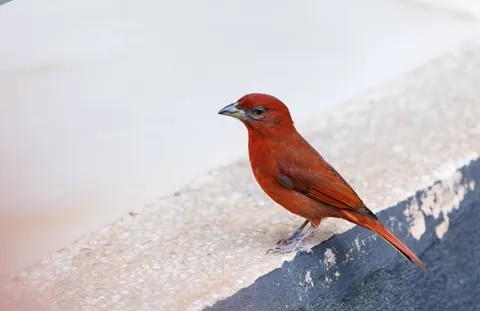 Tropical Bird 4K Wallpaper · animals · 3840×2491
