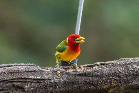 Tropical Bird 4K Wallpaper · animals · 3840×2560
