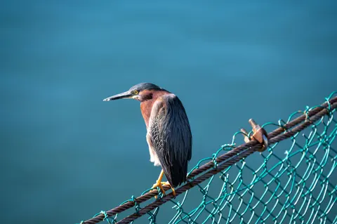 Fondo de pantalla Ave tropical 4K · animals · 3840×2555