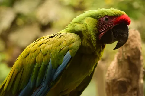 Tropical Bird 4K Wallpaper · animals · 3840×2560