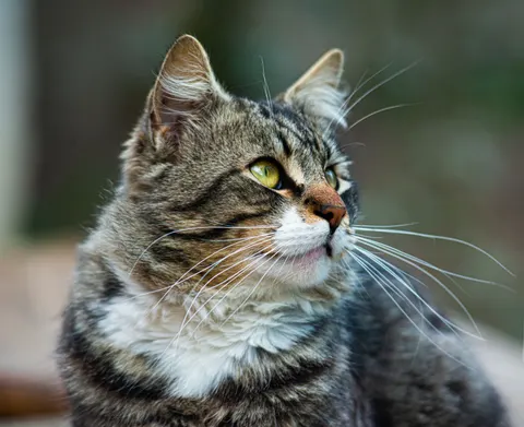 猫咪 4K壁纸 · animals · 3840×3131
