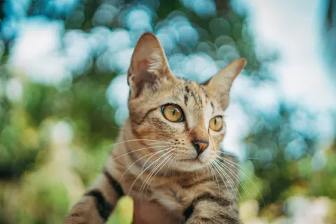 猫咪 4K壁纸 · animals · 3840×2560