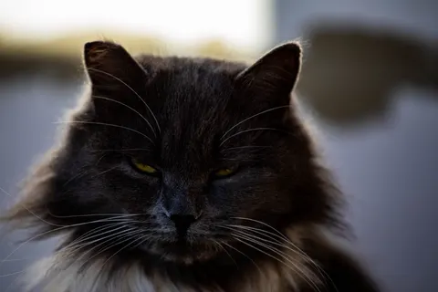 Cat 4K Wallpaper · animals · 3840×2560