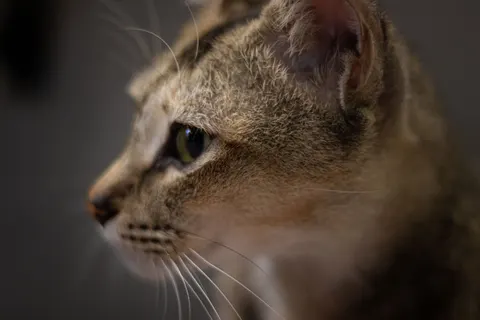 Cat 4K Wallpaper · animals · 3840×2560