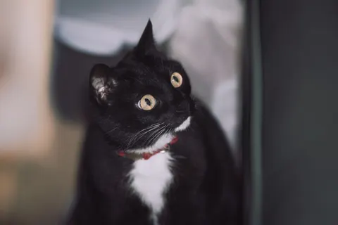 Cat 4K Wallpaper · animals · 3840×2560