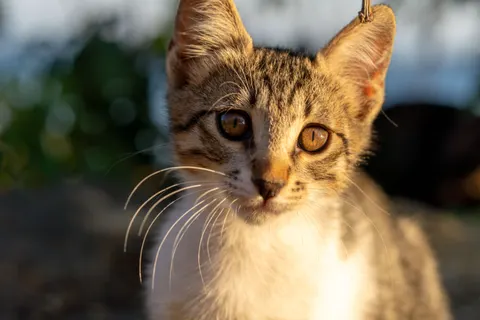 猫咪 4K壁纸 · animals · 3840×2560