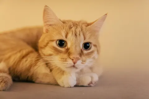 Cat 4K Wallpaper · animals · 3840×2560