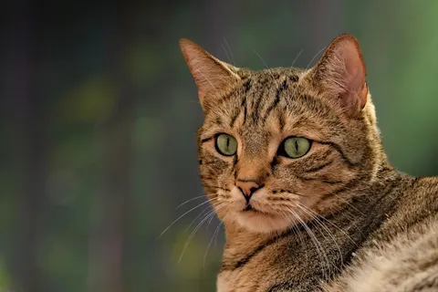猫咪 4K壁纸 · animals · 3840×2560