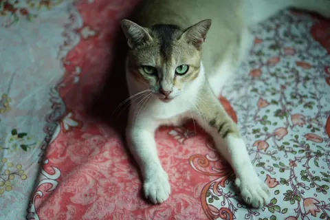 Cat 4K Wallpaper · animals · 3840×2560
