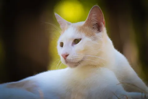 Cat 4K Wallpaper · animals · 3840×2560