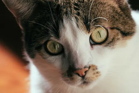 Cat 4K Wallpaper · animals · 3840×2560
