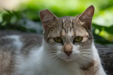 Обои Кот 4K · animals · 3840×2553