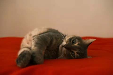 Cat 4K Wallpaper · animals · 3840×2560