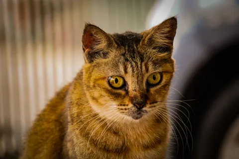 Cat 4K Wallpaper · animals · 3840×2560