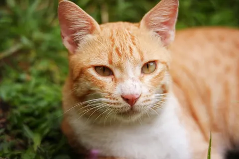 Katze 4K Hintergrundbild · animals · 3840×2560