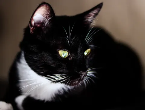 Cat 4K Wallpaper · animals · 3840×2892