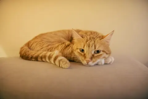 Fond d'écran Chat 4K · animals · 3840×2560