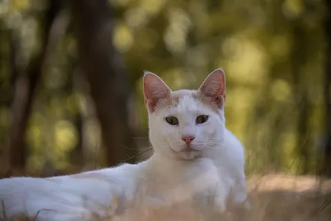 Cat 4K Wallpaper · animals · 3840×2560