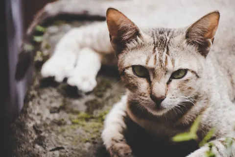 Cat 4K Wallpaper · animals · 3840×2560