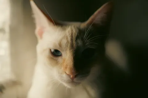 Fondo de pantalla Gato 4K · animals · 3840×2560