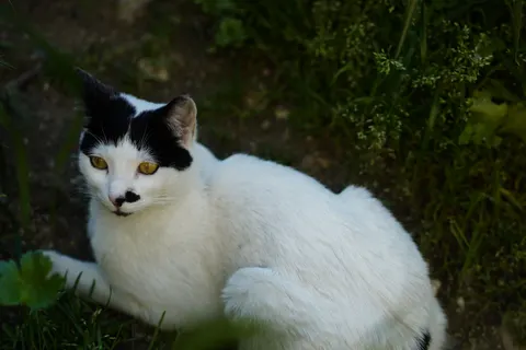 Cat 4K Wallpaper · animals · 3840×2560