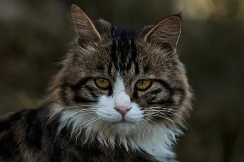 猫咪 4K壁纸 · animals · 3840×2560