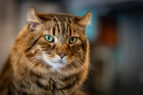Cat 4K Wallpaper · animals · 3840×2560