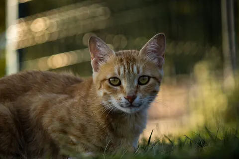 猫咪 4K壁纸 · animals · 3840×2560