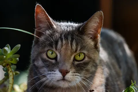 Cat 4K Wallpaper · animals · 3840×2560