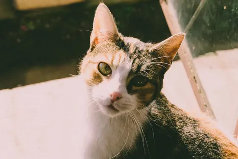 Katze 4K Hintergrundbild · animals · 3840×2560
