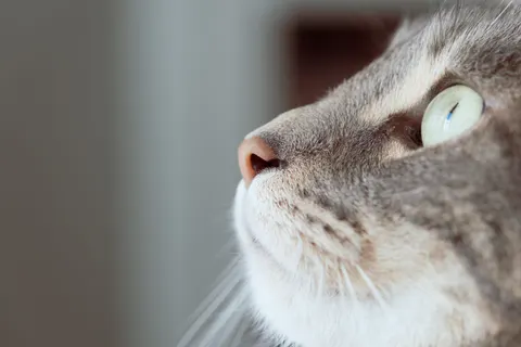 Fond d'écran Chat 4K · animals · 3840×2560