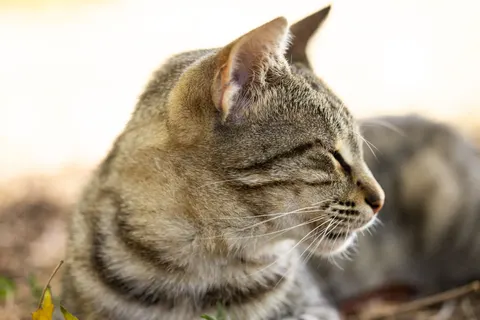Cat 4K Wallpaper · animals · 3840×2561