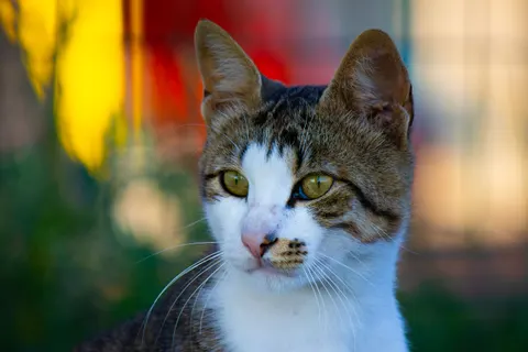 Katze 4K Hintergrundbild · animals · 3840×2560