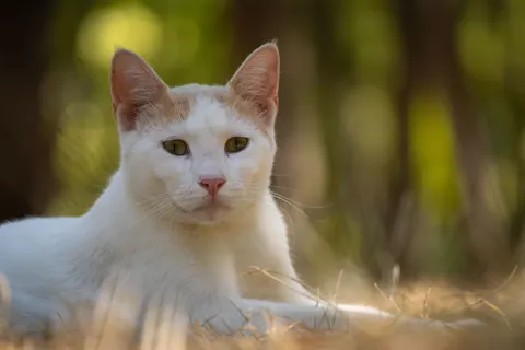 Cat 4K Wallpaper · animals · 3840×2560