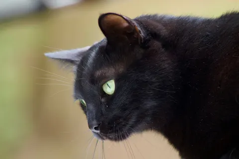 Katze 4K Hintergrundbild · animals · 3840×2560