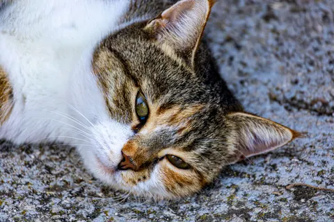 Cat 4K Wallpaper · animals · 3840×2560