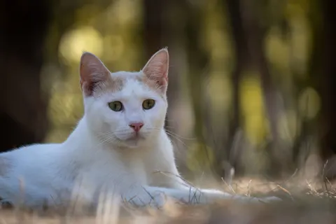 猫咪 4K壁纸 · animals · 3840×2560
