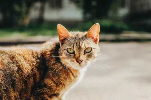 猫 4K壁紙 · animals · 3840×2560