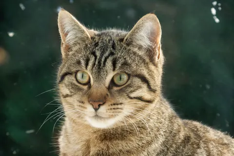 Cat 4K Wallpaper · animals · 3840×2560
