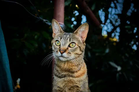 Cat 4K Wallpaper · animals · 3840×2560