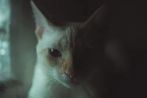 고양이 4K 배경화면 · animals · 3840×2560