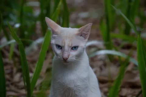 Cat 4K Wallpaper · animals · 3840×2553