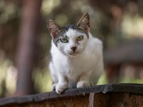 Katze 4K Hintergrundbild · animals · 3840×2880