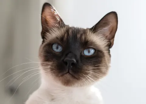 Cat 4K Wallpaper · animals · 3840×2743