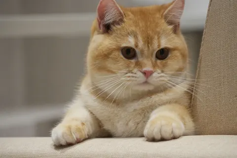 猫咪 4K壁纸 · animals · 3840×2560