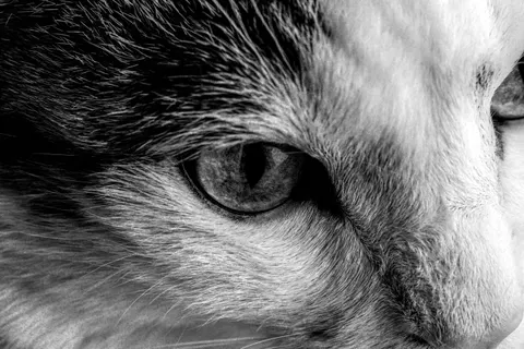 Fondo de pantalla Gato 4K · animals · 3840×2558