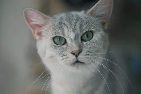 猫咪 4K壁纸 · animals · 3840×2560